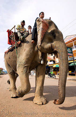 elephant riding - vang vieng (laos), asian elephant, elephant riding, laos, mahout, man, vang vieng