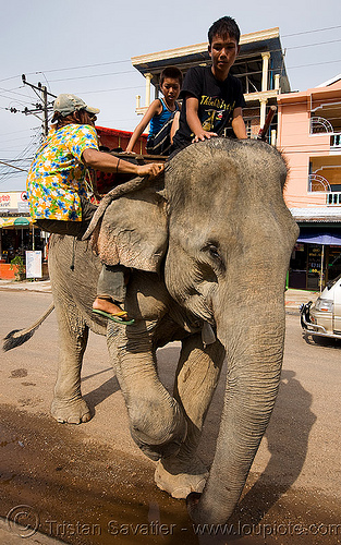 elephant riding - vang vieng (laos), asian elephant, elephant riding, mahout, man, vang vieng