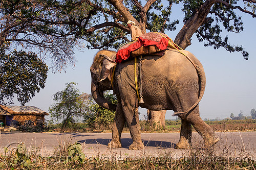 elephant walking on road (india), asian elephant, elephant riding, india, mahout, man, road, trees