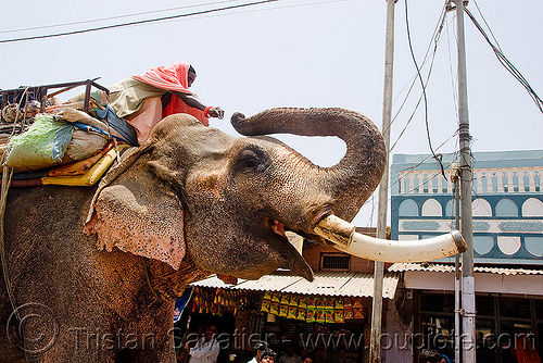 elephant with sawed-off tusks in the street (india), asian elephant, elephant riding, elephant tusks, mahout, man