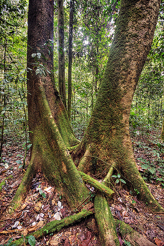 entangled tree roots in the jungle (borneo), borneo, buttress roots, gunung mulu national park, jungle, malaysia, plants, rain forest, tangled, tree trunks, trees