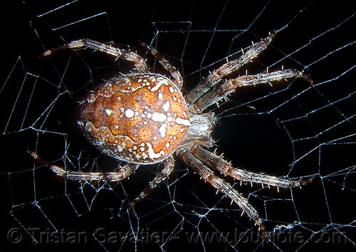 european garden spider on web - macro, araneidae, araneus diadematus, closeup, cross spider, european garden spider, flash, night, spider web, wildlife