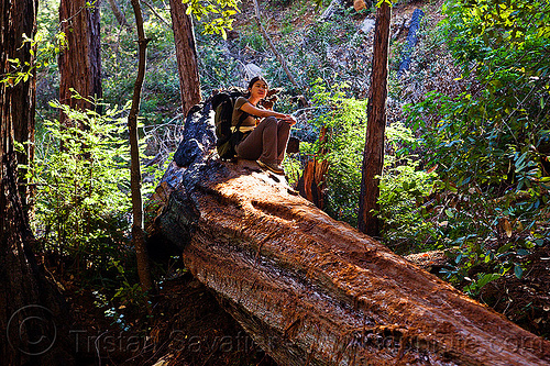 fallen redwood tree (vantana wilderness), backpack, backpacking, big sur, fallen tree, forest, hiking, pine ridge trail, redwood tree, resting, sequoia sempervirens, sitting, tree bridge, tree trunk, trekking, vantana wilderness, woman