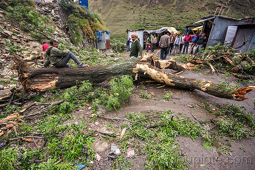 fallen tree after storm (india), bhagirathi valley, broken tree, fallen, men, road, storm damage, village