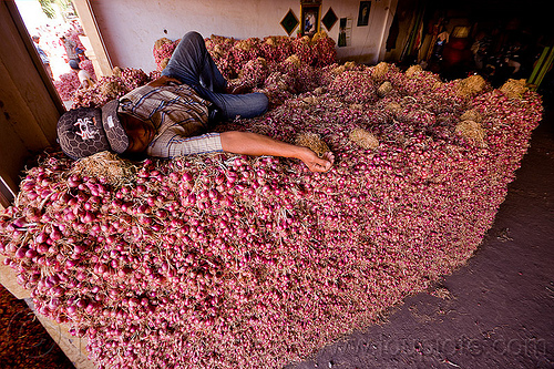 farm worker sleeping on shallots, allium cepa, foodstuff, heap, laying down, man, produce market, shallots, sleeping, vegetable, veggie, worker