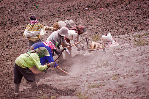 farmers hand ploughing a field - cemoro lawang, near bromo volcano (java), agriculture, dust, dusty, farmers, farming, farmland, field, hand plough, hand ploughing, hand plow, hand plowing, hats, labour, labourers, ploying, women, working