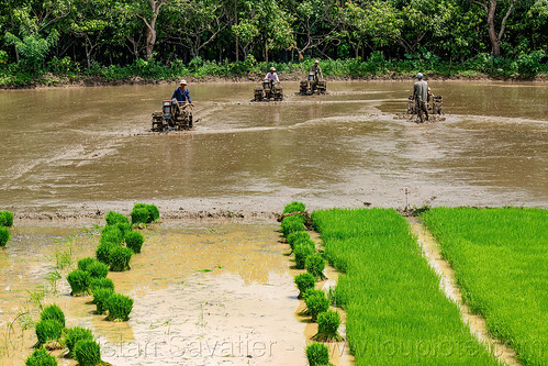 farmers plowing flooded rice paddy field with two wheel tractors, agriculture, farmers, flooded paddies, flooded rice field, flooded rice paddy, men, paddy field, plowing, rice fields, rice nursery, rice paddies, terrace farming, terraced fields, transplanting rice, two wheel tractors, working, yanmar tractors