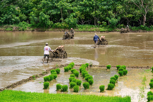 farmers plowing flooded rice paddy field with two wheel tractors, agriculture, farmers, flooded paddies, flooded rice field, flooded rice paddy, men, paddy field, plowing, rice fields, rice nursery, rice paddies, terrace farming, terraced fields, transplanting rice, two wheel tractors, working, yanmar tractors