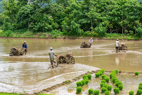 farmers plowing flooded rice paddy field with two wheel tractors, agriculture, farmers, flooded paddies, flooded rice field, flooded rice paddy, men, paddy field, plowing, rice fields, rice nursery, rice paddies, terrace farming, terraced fields, transplanting rice, two wheel tractors, working, yanmar tractors