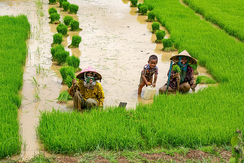 farmers transplanting rice in a flooded rice paddy field, agriculture, boy, child, farmers, flooded paddies, flooded rice field, flooded rice paddy, kid, paddy field, rice fields, rice nursery, rice paddies, terrace farming, terraced fields, transplanting rice, women, working