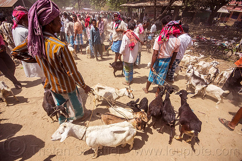 farmers with goats on leash - cattle market (india), cattle market, crowd, goat kids, goats, india, leash, men, west bengal