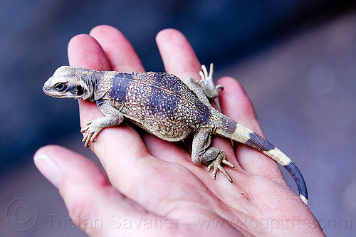 fat lizard - chuckwalla - sauromalus ater, chuckwalla, death valley, grotto canyon, hand, lizard, sauromalus ater, wildlife