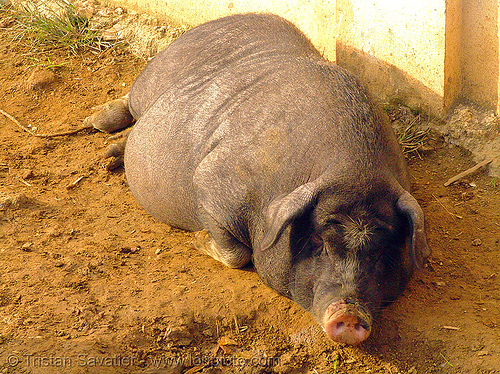 fat pig, black pig, fat, laying down, mèo vạc, resting, sleeping