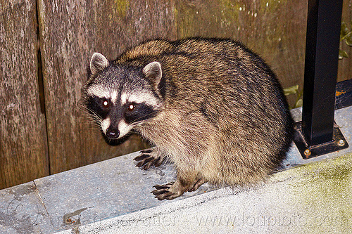 fearless raccoon in my backyard (san francisco), night, nocturnal, procyon lotor, raccoon, urban wildlife