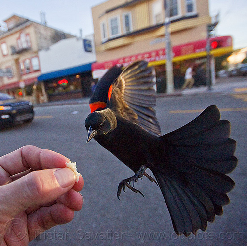 feeding a red-winged bicolored blackbird, agelaius phoeniceus gubernator, bicolored blackbird, black bird, bread crumb, eating, feeding, flying, hand, red-winged blackbird, urban wildlife, wild bird