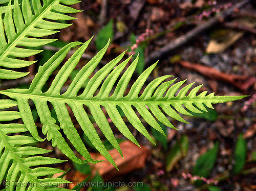 fern - vietnam, cat ba island, cát bà, fern, leaf, plants