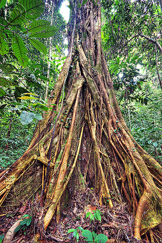 ficus fig tree strangling another tree, borneo, buttress roots, ficus, gunung mulu national park, jungle, malaysia, plants, rain forest, strangler fig, tree, trunk