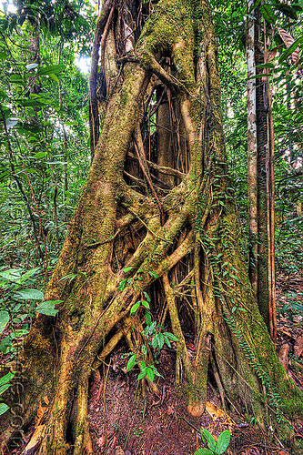 ficus - strangler fig tree, borneo, climbing plants, creeper plants, ficus, gunung mulu national park, jungle, lianas, malaysia, rain forest, strangler fig, tree roots, tree trunk