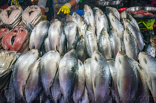fish market - baguio (philippines), baguio, fish market, fishes, fresh fish, hand, raw fish, rubber glove, stall