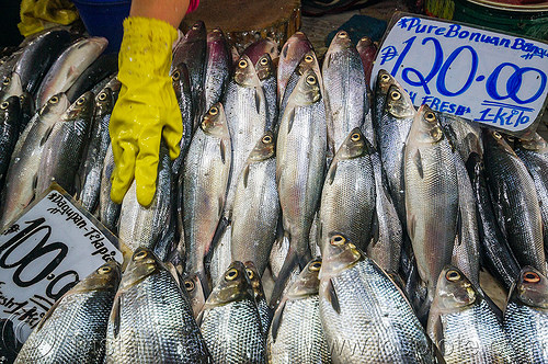 fish market - baguio (philippines), baguio, fish market, fishes, fresh fish, hand, raw fish, rubber glove, stall