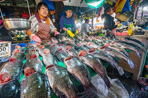 fish market - baguio (philippines), baguio, fish market, fishes, fresh fish, merchant, raw fish, stall, vendor, woman