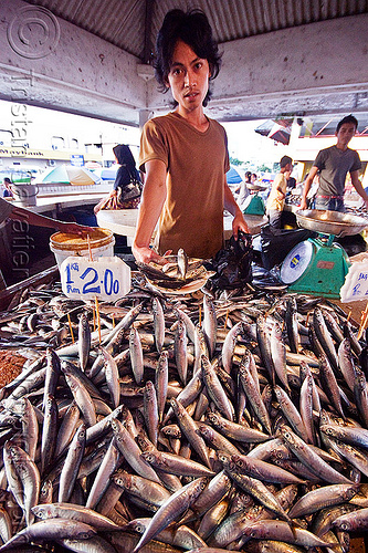 fish market - lahad datu (borneo), borneo, fish market, fishes, lahad datu, malaysia, man, merchant, vendor