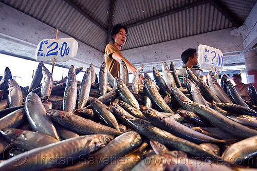 fish market stall (borneo), borneo, dead fishes jumping, fish market, food, lahad datu, malaysia, men, merchant, seafood, vendors
