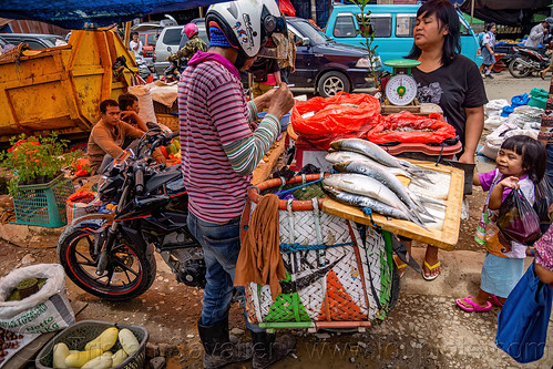 fish merchant on motorbike, bolu market, fish market, man, pasar bolu, rantepao, tana toraja