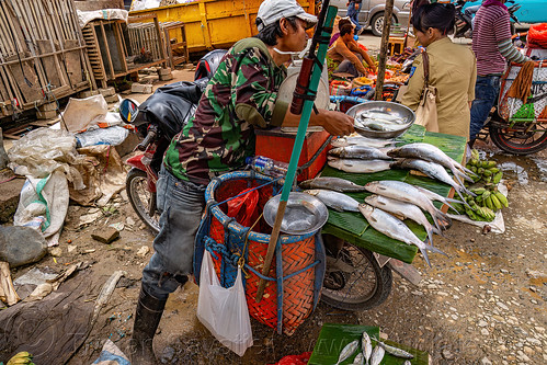 fish merchant on motorbike, bolu market, fish market, man, pasar bolu, rantepao, sulawesi, tana toraja