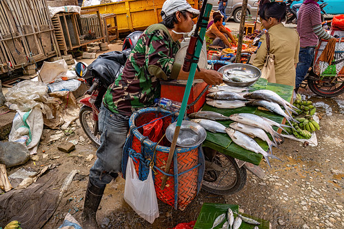 fish merchant on motorbike, bolu market, fish market, man, pasar bolu, rantepao, tana toraja