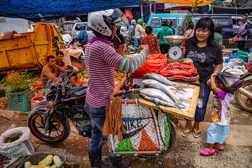 fish merchant on motorbike, bolu market, fish market, man, pasar bolu, rantepao, sulawesi, tana toraja