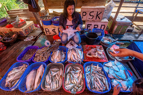 fish stand at the market, banknote, fish market, hand, money, paying, tana toraja, woman