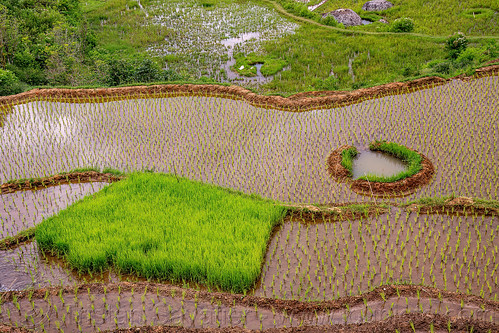 fish trap in flooded rice paddy field, agriculture, fish trap, flooded paddies, flooded rice field, flooded rice paddy, rice fields, rice nursery, rice paddies, rice paddy fields, tana toraja, terrace farming, terrace fields, terraced fields