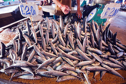 fishes - fish market (borneo), borneo, dead fishes jumping, fish market, food, lahad datu, malaysia, man, seafood