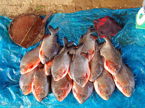 fishes on the market, blue tarp, butcher knife, cao bằng, fish market, fishes, fresh fish, raw fish