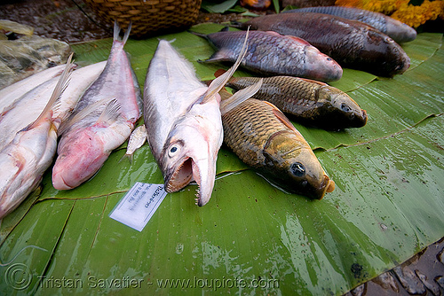 fishes on the market - luang prabang (laos), luang prabang