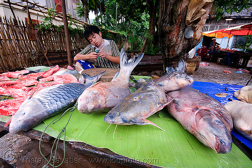 fishes on the market - luang prabang (laos), fishes, fresh fish, luang prabang, raw fish