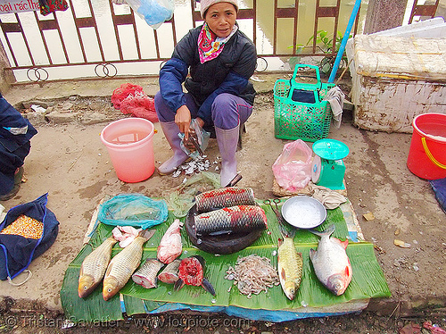 fishes on the market - vietnam, cao bằng, fish market, fresh fish, raw fish, stall, street market, street seller