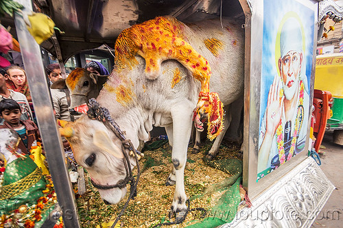 five legged holy cow (india), 5 legged cow, baby cow, calf, five legged cow, holy cow, leg, offerings, painted, polymelia, sai baba, varanasi