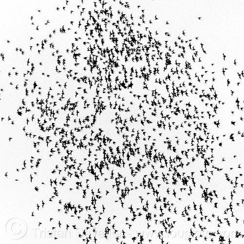 flock of bats, bat colony, borneo, caving, chaerephon plicata, deer cave, flock, flying, gunung mulu national park, malaysia, natural cave, spelunking, swarm behavior, wildlife, wrinkle lipped bats