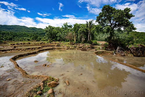 flooded rice paddy fields - terrace agriculture, agriculture, flooded paddies, flooded rice field, flooded rice paddy, landscape, rice fields, rice paddies, rice paddy fields, terrace farming, terrace fields, terraced fields