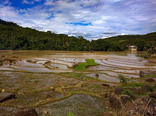 flooded rice paddy fields - terrace agriculture - sulawesi island, agriculture, flooded paddies, flooded rice field, flooded rice paddy, landscape, rice fields, rice paddies, rice paddy fields, terrace farming, terrace fields, terraced fields