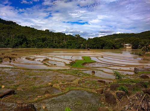 flooded rice paddy fields - terrace agriculture - sulawesi island, agriculture, flooded paddies, flooded rice field, flooded rice paddy, landscape, paddy fields, rice fields, rice paddies, terrace farming, terraced fields