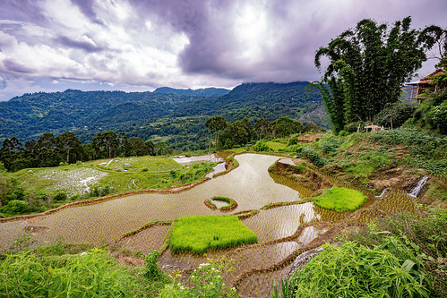 flooded rice paddy fields with rice nursery and fish trap, agriculture, fish trap, flooded paddies, flooded rice field, flooded rice paddy, landscape, rice fields, rice nursery, rice paddies, rice paddy fields, tana toraja, terrace farming, terrace fields, terraced fields