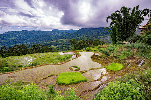 flooded rice paddy fields with rice nursery and fish trap, agriculture, fish trap, flooded paddies, flooded rice field, flooded rice paddy, landscape, rice fields, rice nursery, rice paddies, tana toraja, terrace farming, terraced fields