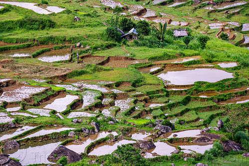 flooded terraced paddy rice fields, agriculture, flooded paddies, flooded rice field, flooded rice paddy, landscape, rice fields, rice paddies, tana toraja, terrace farming, terraced fields