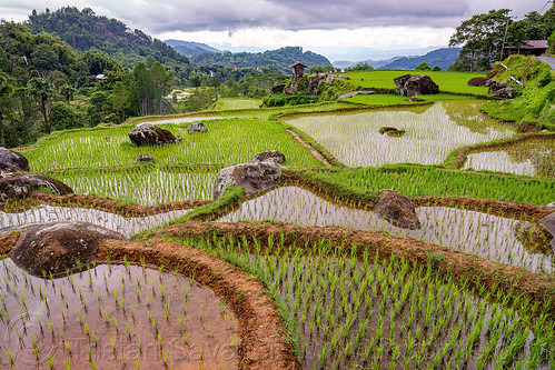 flooded terraced rice fields, agriculture, flooded paddies, flooded rice field, flooded rice paddy, landscape, rice fields, rice paddies, tana toraja, terrace farming, terraced fields