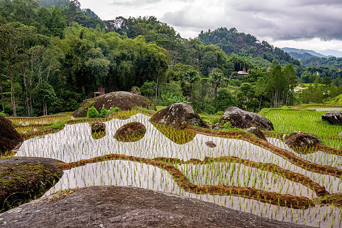 flooded terraced rice fields - rice paddy (sulawesi island, indonesia), agriculture, flooded paddies, flooded rice field, flooded rice paddy, landscape, rice fields, rice paddies, rice paddy fields, tana toraja, terrace farming, terrace fields, terraced fields