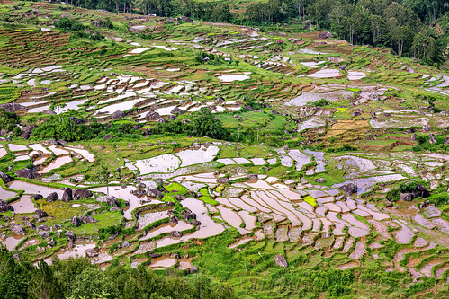 flooded terraced rice paddy fields, aerial photo, agriculture, flooded paddies, flooded rice field, flooded rice paddy, landscape, rice fields, rice paddies, rice paddy fields, tana toraja, terrace farming, terrace fields, terraced fields