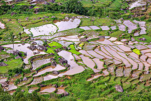 flooded terraced rice paddy fields, agriculture, flooded paddies, flooded rice field, flooded rice paddy, landscape, rice fields, rice paddies, rice paddy fields, tana toraja, terrace farming, terrace fields, terraced fields
